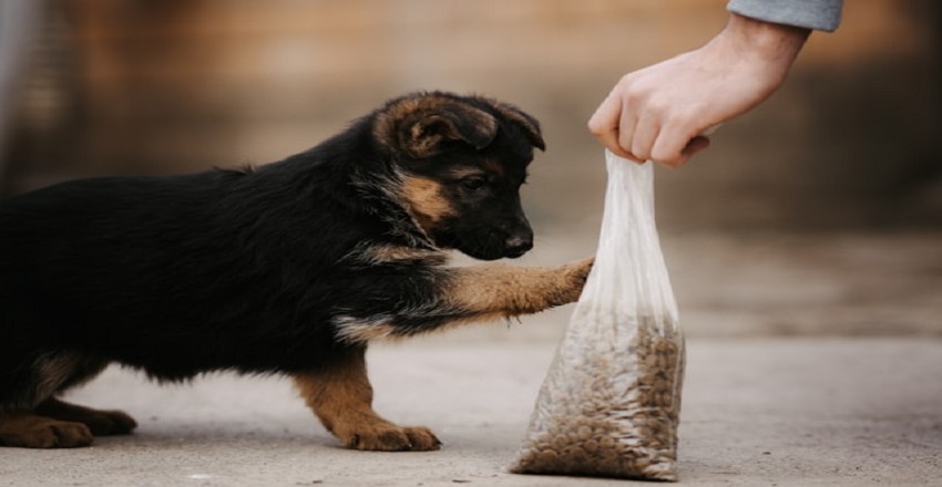 From Food to Fun: Building the Perfect Pet Essentials Collection