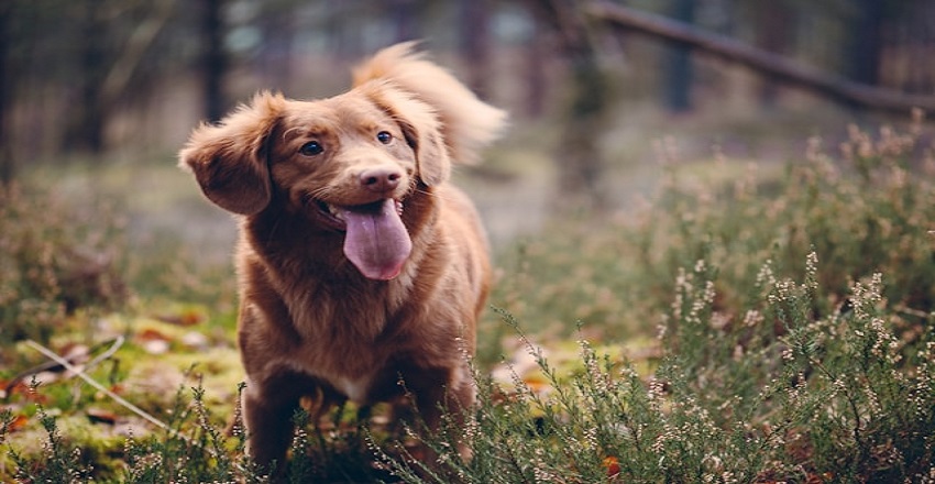 Affordable Pet Essentials That Every Animal Lover Needs