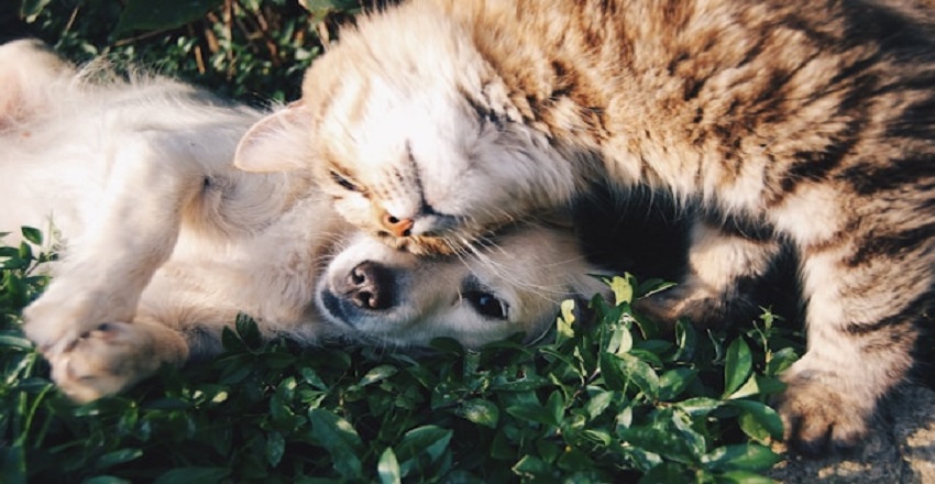 Affordable Pet Essentials That Every Animal Lover Needs